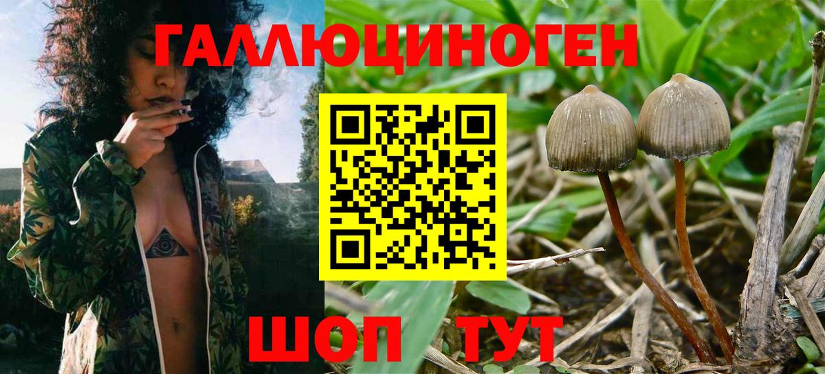 Псилоцибиновые грибы MAGIC MUSHROOMS  Вход с VPN  Саяногорск  Галлюциногенные грибы Psilocybine cubensis 